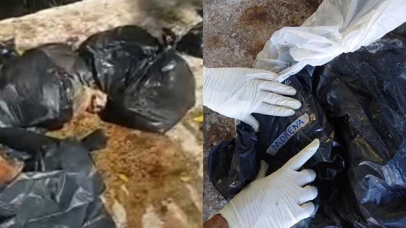 Animais são abandonados em sacos pretos dentro de condomínio em Lauro de Freitas, BA; VÍDEO
