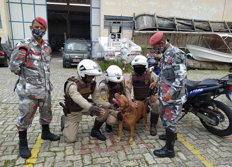 Brigada resgata em bairros de Salvador (BA) 68 cães usados por traficantes para atacar policiais