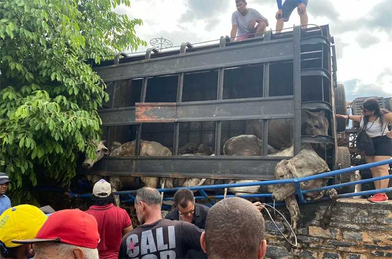 Caminhão que levava gado tomba e deixa animais mortos na BA-575, no oeste da Bahia