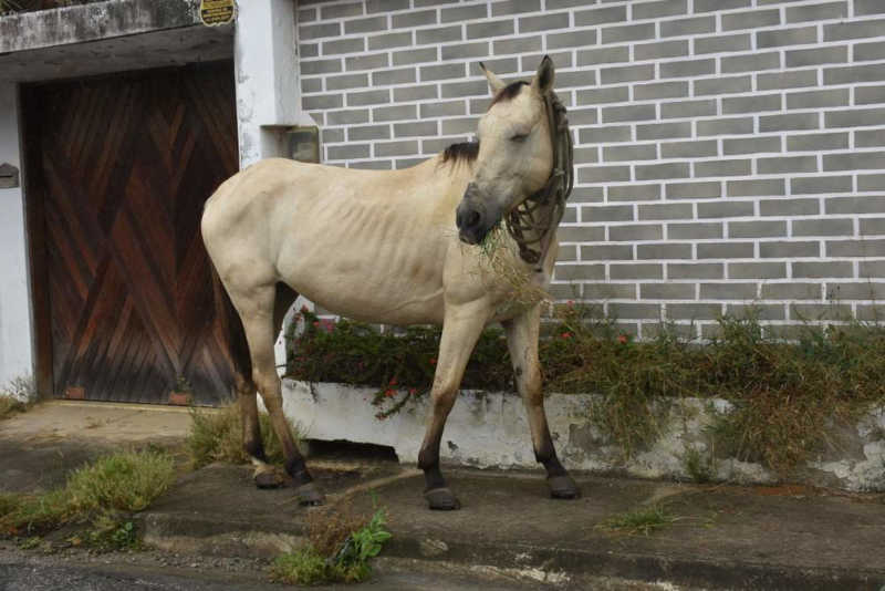 Cavalo que puxa carroça está solto com sinais de maus-tratos em Vitória da Conquista, BA