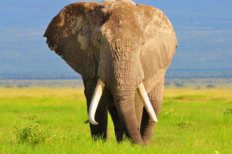 Um dos últimos elefantes com grandes presas do mundo assassinado por caçadores de troféus