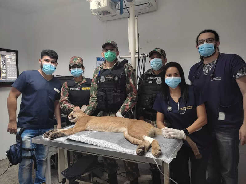 Onça-parda é resgatada após ser atropelada em Martinópole, no Ceará; animal teve fraturas nas patas
