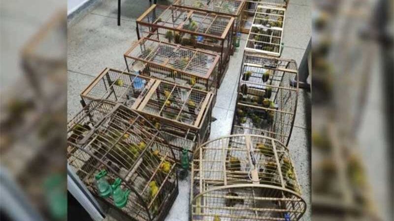 Apreensão de 129 canários levanta a suspeita de tráfico de aves no DF