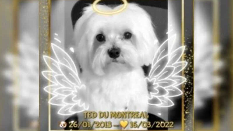 Câmara Legislativa do DF convoca dono de pet shop onde cachorrinho Ted morreu