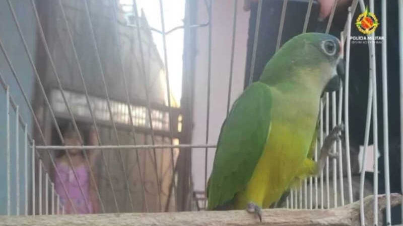 Pássaros silvestres são resgatados pela PM em Taguatinga e Ceilândia, no DF