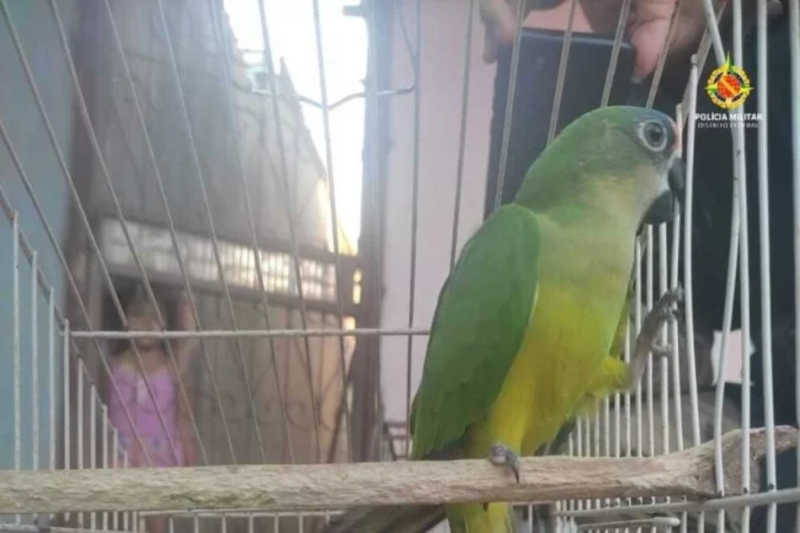 Pássaros silvestres são resgatados pela PM em Taguatinga e Ceilândia, no DF