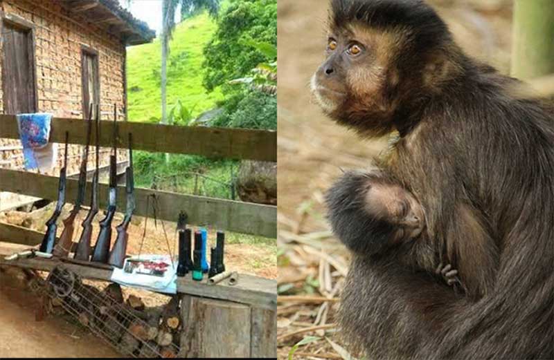 Impunidade! Quadrilha de caçadores pratica tráfico de animais silvestres no Espírito Santo há 15 anos