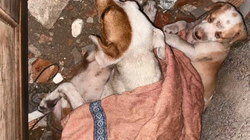 Cães foram encontrados desnutridos, sem água e sem comida em terreno de Vila Velha — Foto: Reprodução/TV Gazeta