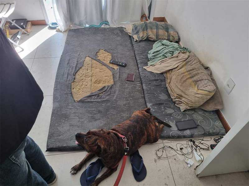 Vitória (ES): morador de Jardim Camburi perde tutela de cão após flagrante de maus-tratos