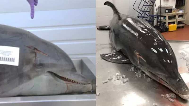 Golfinho é torturado com lança na cabeça enquanto ainda estava vivo