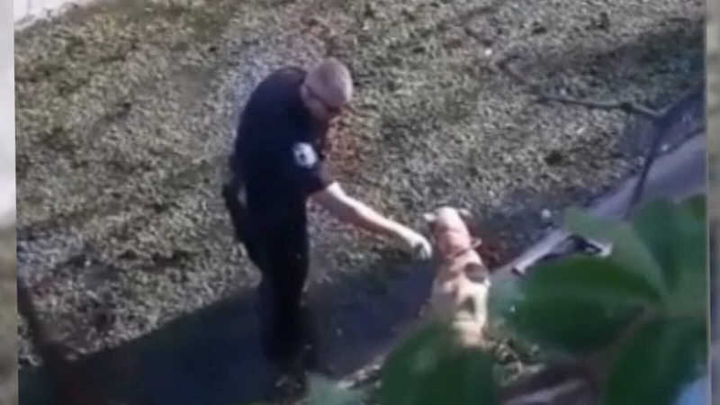 Cachorro é salvo de córrego por policial