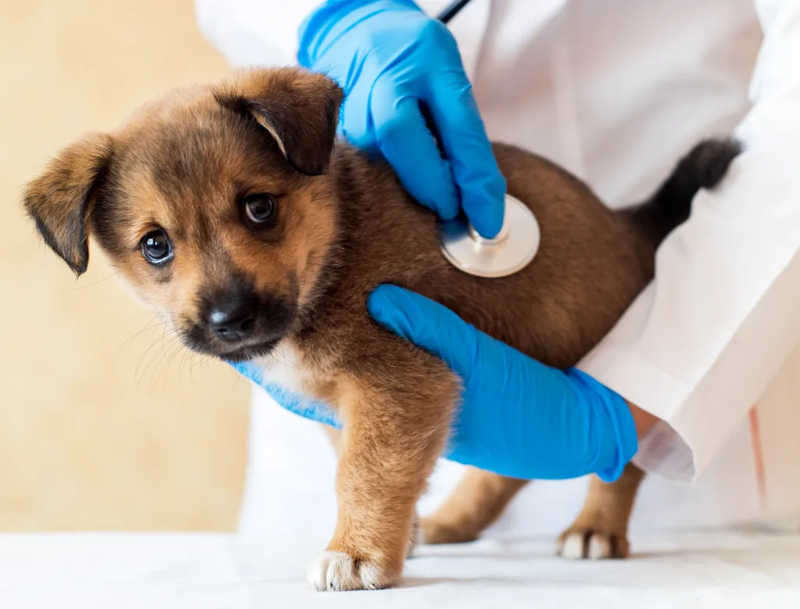 Vírus altamente contagioso se espalha entre cachorros nos EUA