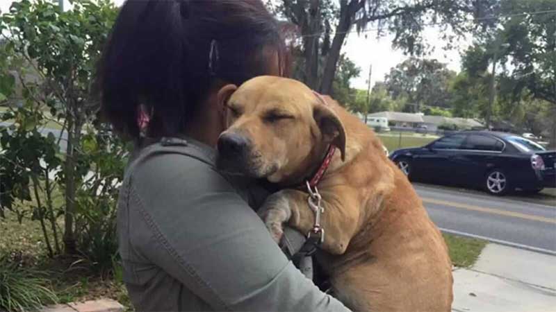 Cachorro traumatizado e abusado não para de abraçar as pessoas que o resgataram