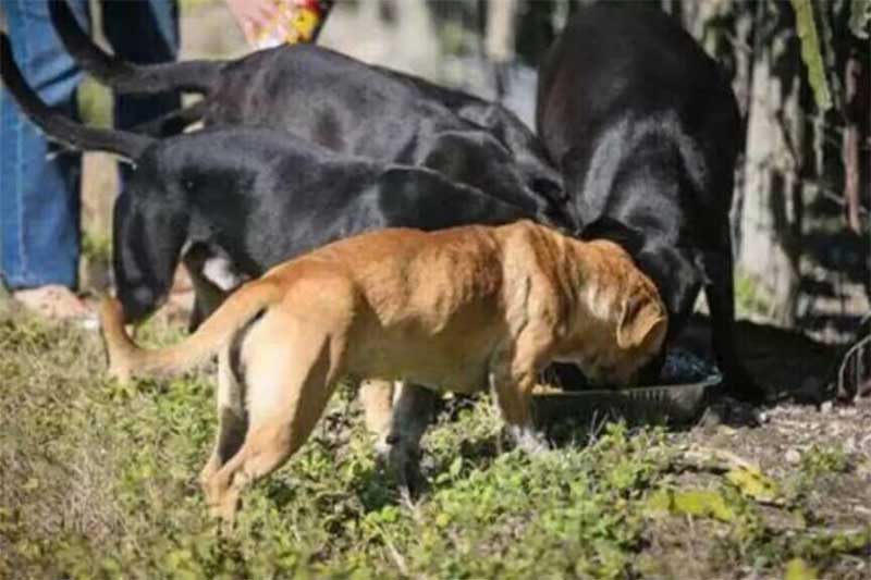 O local abriga centenas de cachorros abandonados (Foto: Furever Bully Love Rescue)