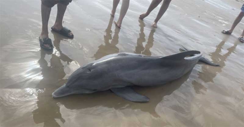 Golfinho preso na praia morre depois de banhistas o fotografarem e montarem