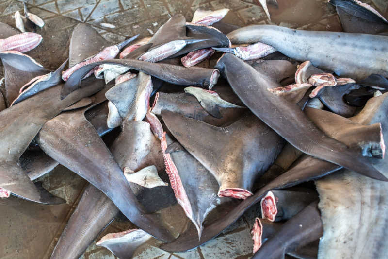 Quase 400 barbatanas de tubarão ilegais apreendidas em restaurante de frutos do mar do Texas