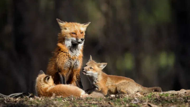 Os Serviços de Vida Selvagem dos EUA mataram involuntariamente quase 3000 animais no ano passado, incluindo 16 raposas-vermelhas como as que vemos na imagem. As raposas morreram após a exposição a “bombas de cianeto”. Fotografia de MELISSA GROO, Nat Geo Image Collection