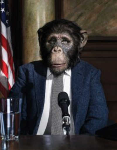 #FreeTommy- Cada chimpanzé é um indivíduo com o direito de viver uma vida livre e gratificante