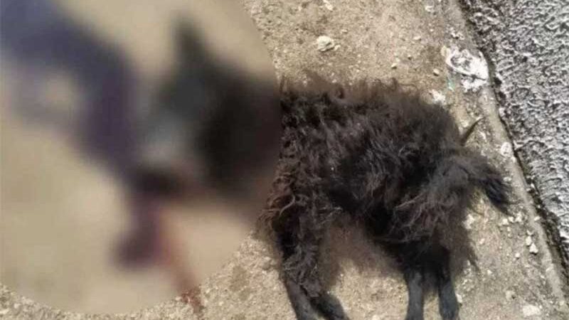 Homem é preso por estrangular cadela de vizinho em Águas Lindas de Goiás