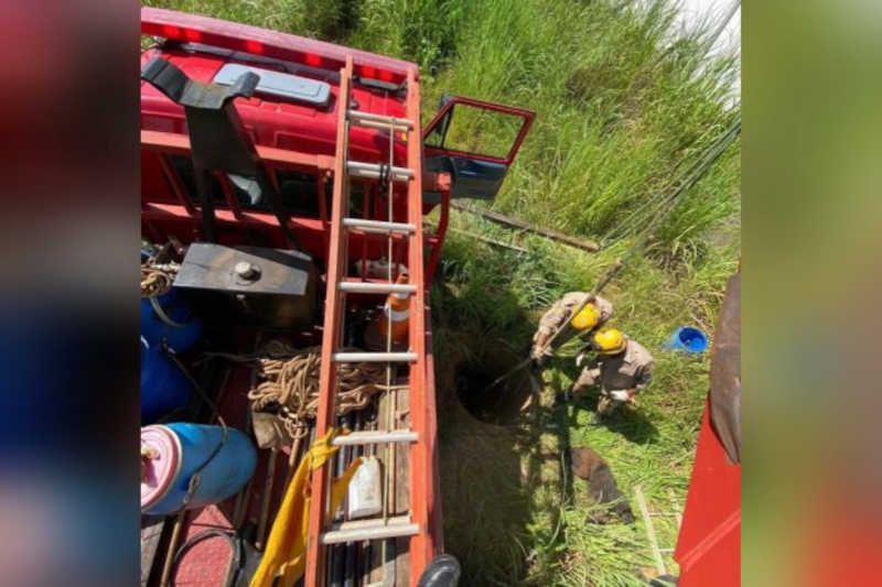 Equipe do Corpo de Bombeiros usou cabo para resgatar animal. Foto: Corpo de Bombeiros de Anápolis