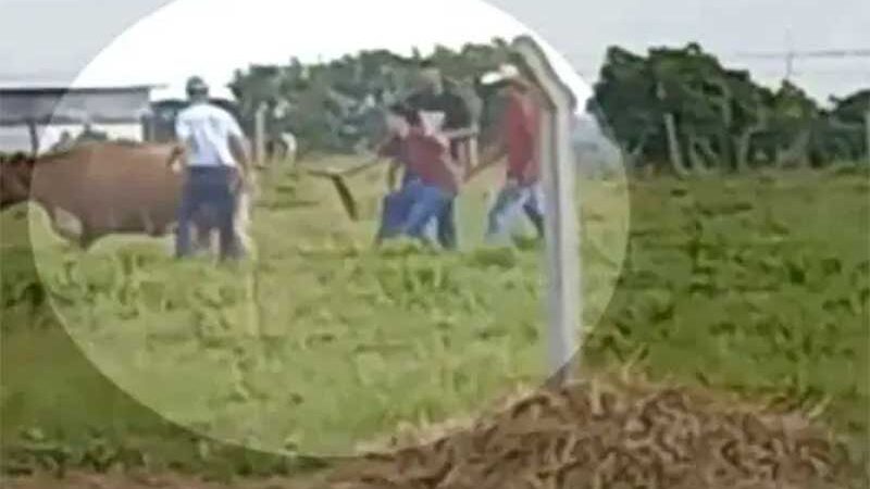 Alunos de veterinária são investigados por maus-tratos a vaca em Goiás; vídeo