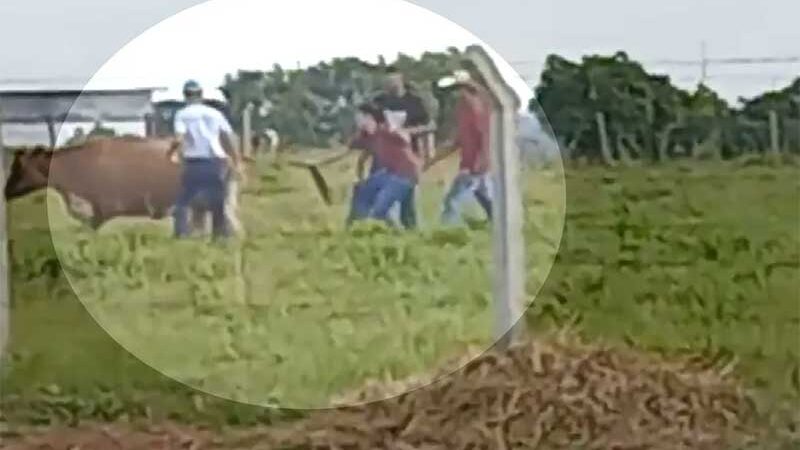 Universidade apura vídeo de alunos que puxam rabo de vaca e a perseguem dentro de campus em Goiânia, GO