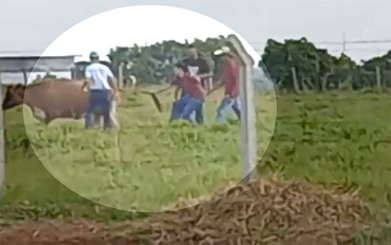 Universidade apura vídeo de alunos que puxam rabo de vaca e a perseguem dentro de campus em Goiânia, GO
