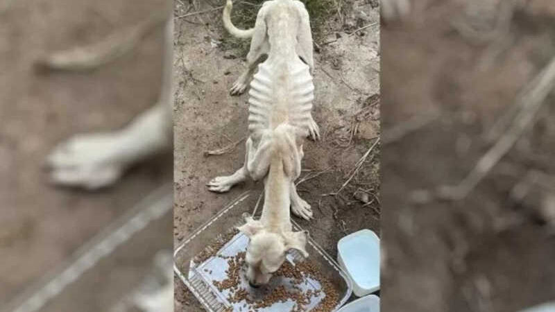 Cães desnutridos: homem é preso por maus-tratos a animais em Goiás