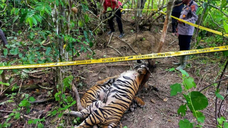 Três tigres de Sumatra são encontrados mortos em armadilhas na Indonésia
