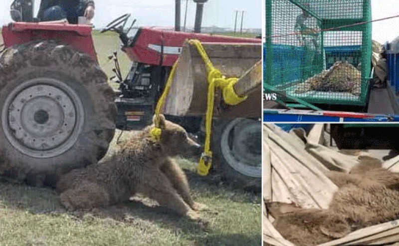 Urso é preso sob roda de trator e espancado por aldeões; “Horrível”, disseram autoridades