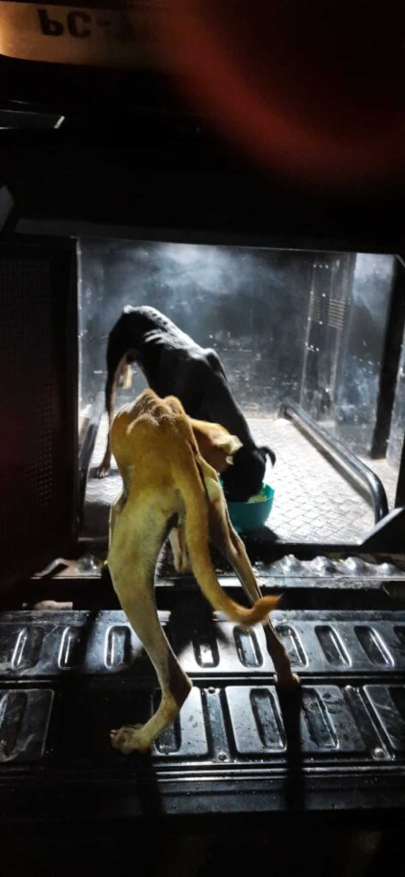 Casal abandona cachorros em obra e animais são resgatados pela polícia em Santa Inês, MA