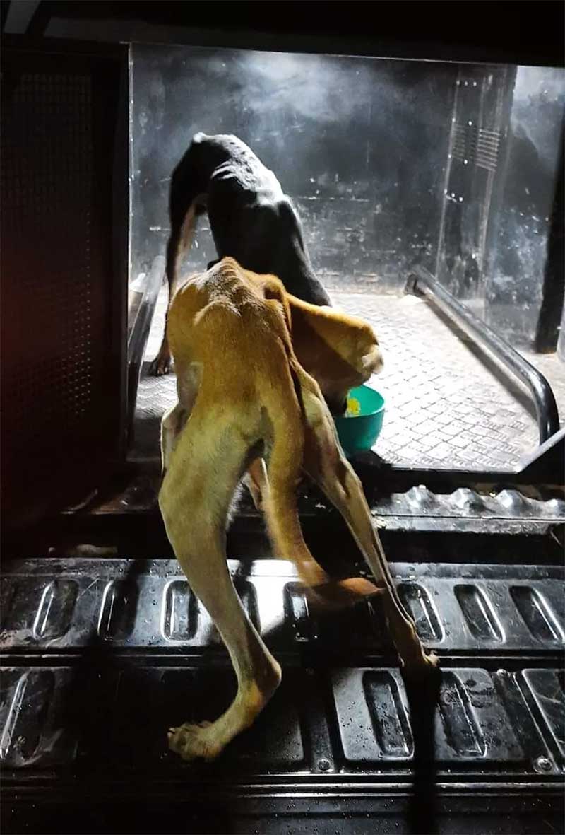 Cães abandonados por casal em residência no interior do Maranhão são resgatados — Foto: Divulgação/Polícia Civil do Maranhão