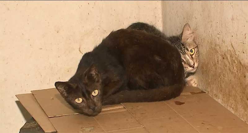 Cerca de 55 gatos estavam feridos em uma casa abandonada no Cohab Anil III, em São Luís — Foto: Reprodução/TV Mirante