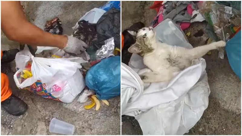 Garis encontram gato vivo dentro de saco de lixo em BH e imagens revoltam: ‘Que covardia’