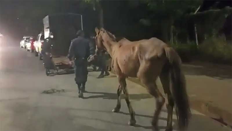 Cavalos que sofriam maus-tratos e comiam plástico são resgatados em BH
