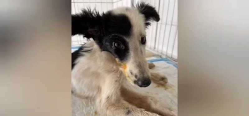 Polícia de Cássia resgata cachorra que sofria maus tratos e estava à beira da morte