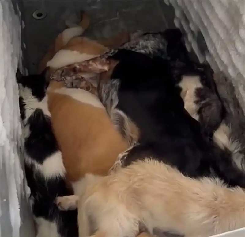 Cães mortos são flagrados em freezer no Crevisa em Divinópolis — Foto: Reprodução/redes sociais