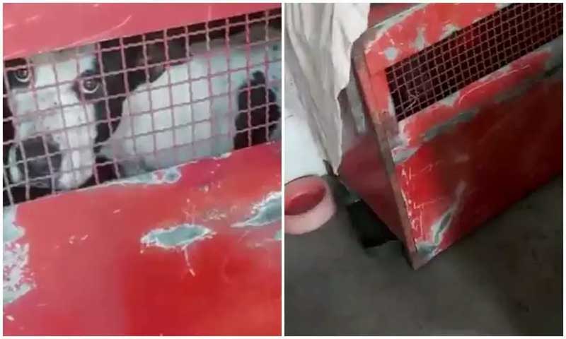 Após cães mortos em freezer, Canil Municipal de Juiz de Fora (MG) é alvo de nova denúncia