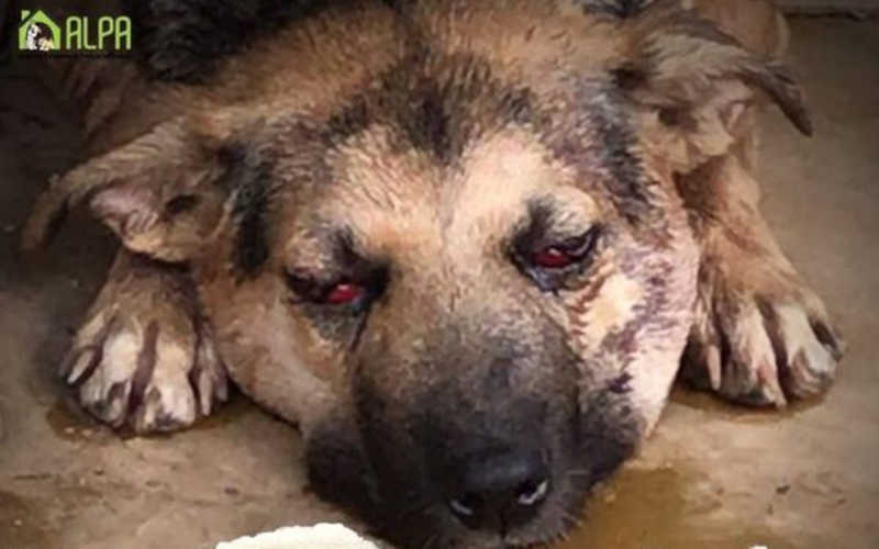 Cachorro é espancado e associação pede doações para tratamento, em Conselheiro Lafaiete, MG