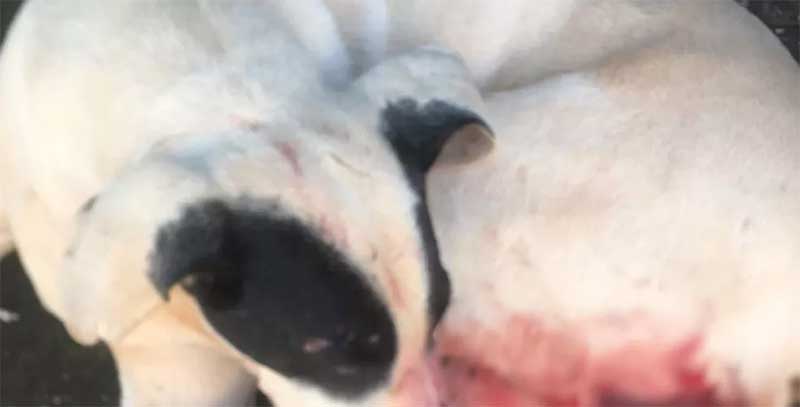 Cachorro morre após ter testículos cortados com canivete em Monte Alegre de Minas; suspeito foi preso