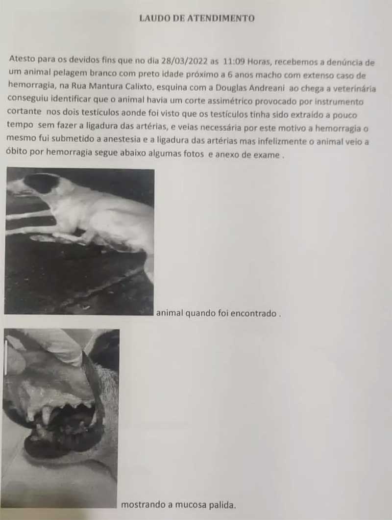Laudo médico de cachorro que teve testículos cortados em Monte Alegre de Minas — Foto: Polícia Militar/Divulgação