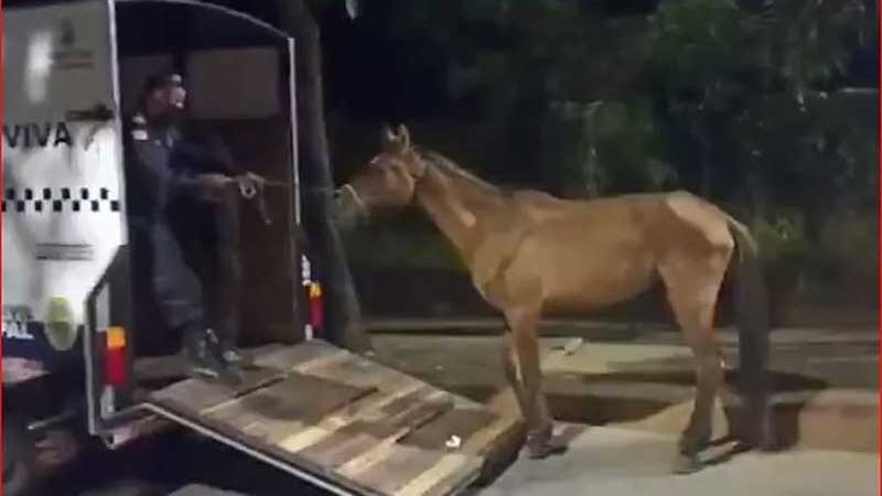 Guardas municipais resgatam cavalos em situação de maus-tratos na Pampulha, em BH
