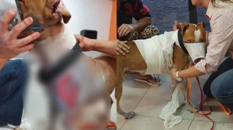 Cachorro arrastado por veículo em Campo Grande (MS) perdeu parte da pele e precisa ser internado