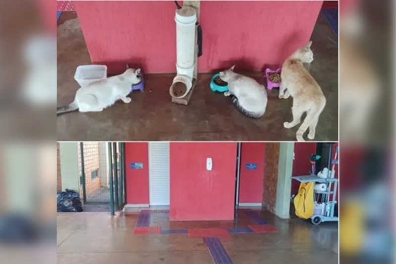 Após morte de cachorro, potes de ração ‘desaparecem’ da UCDB, em Campo Grande, MS