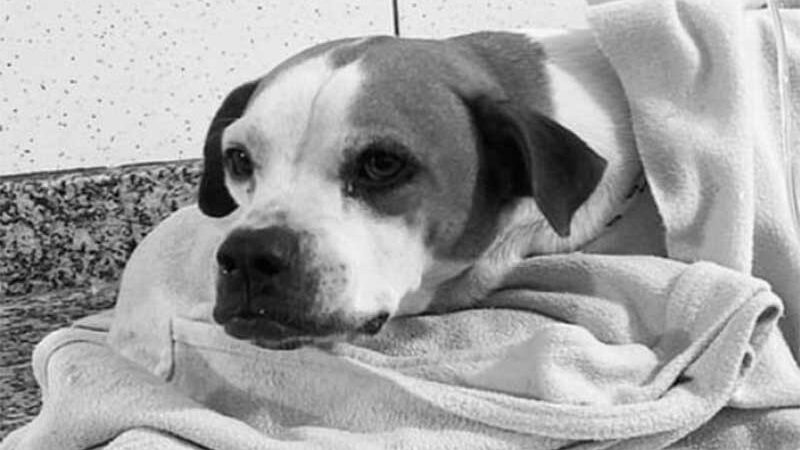 Cão é atropelado e falta de atendimento em clínica veterinária universitária gera debate em MS