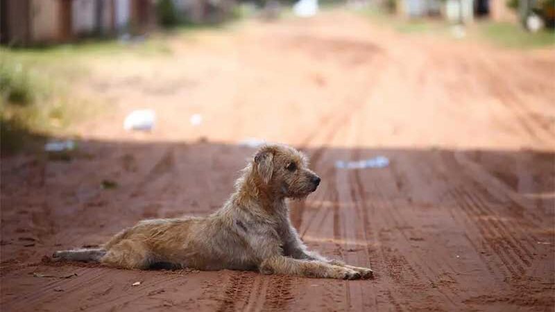 Projeto quer que pet shops informem canais de denúncia de maus-tratos contra animais em Campo Grande, MS