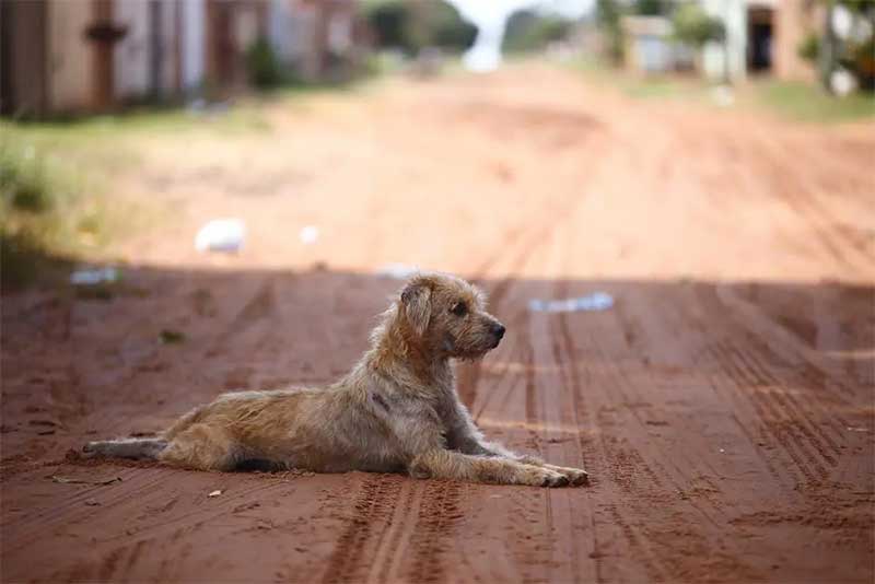 Projeto quer que pet shops informem canais de denúncia de maus-tratos contra animais em Campo Grande, MS