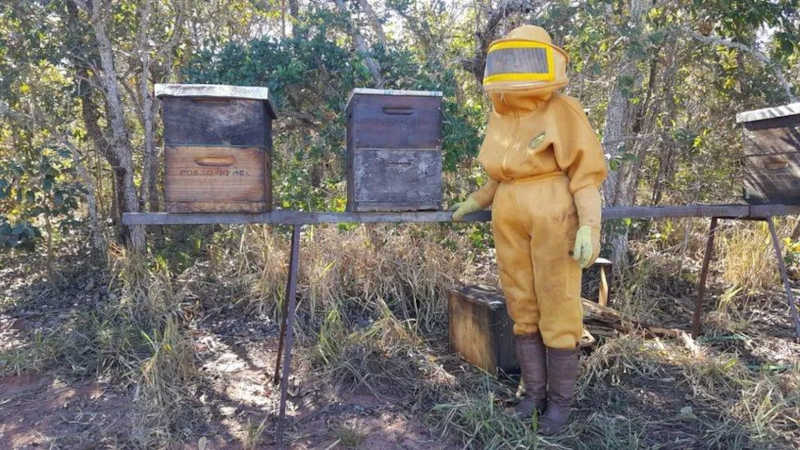 Cerca de 700 apicultores produzem mel no Mato Grosso do Sul atualmente