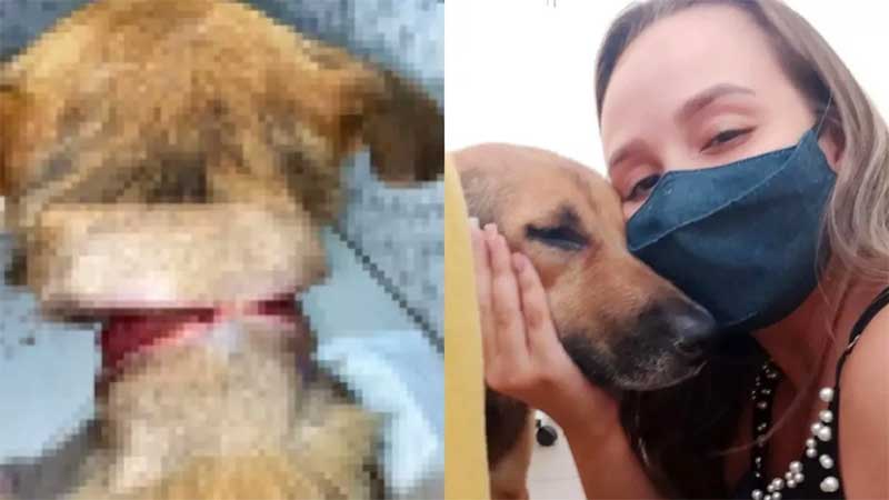Após 2 meses de tratamento, morre cachorra quase degolada que invadiu rancho em busca de socorro em MS