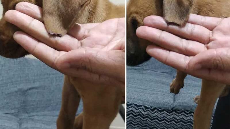 Homem corta orelhas de cachorros em MS e diz à polícia que faz 'Simpatia para dar sorte e saúde aos animais' — Foto: Polícia Civil/Divulgação
